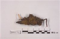 藏品(小曲尾苔屬)的圖片